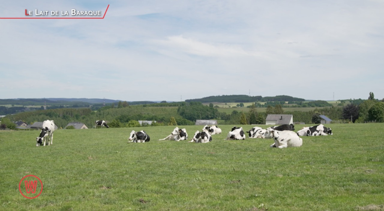 Waldorado LE LAIT DE LA BARAQUE