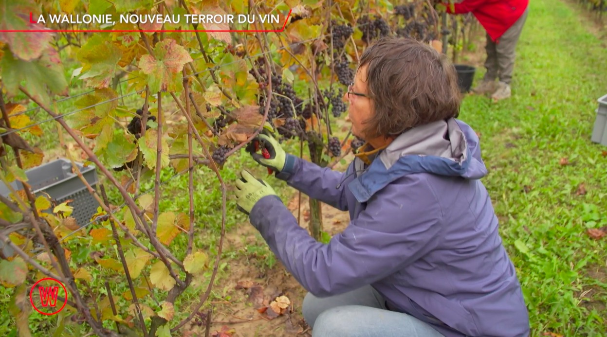 Waldorado WALLONIE, LE NOUVEAU TERROIR DU VIN